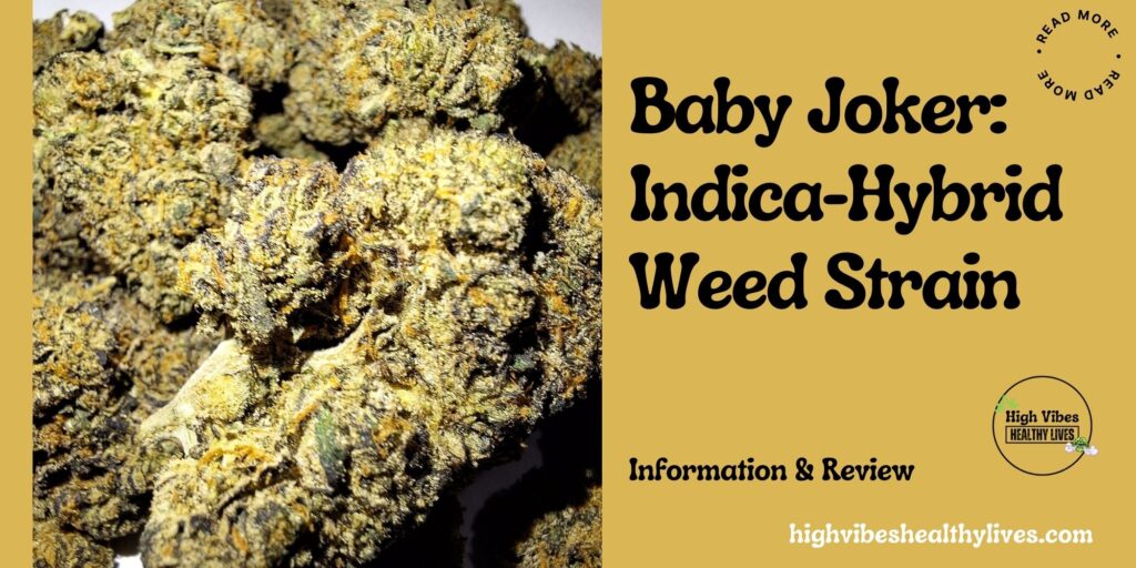 Baby joker hybrid weed strain information and review featured.