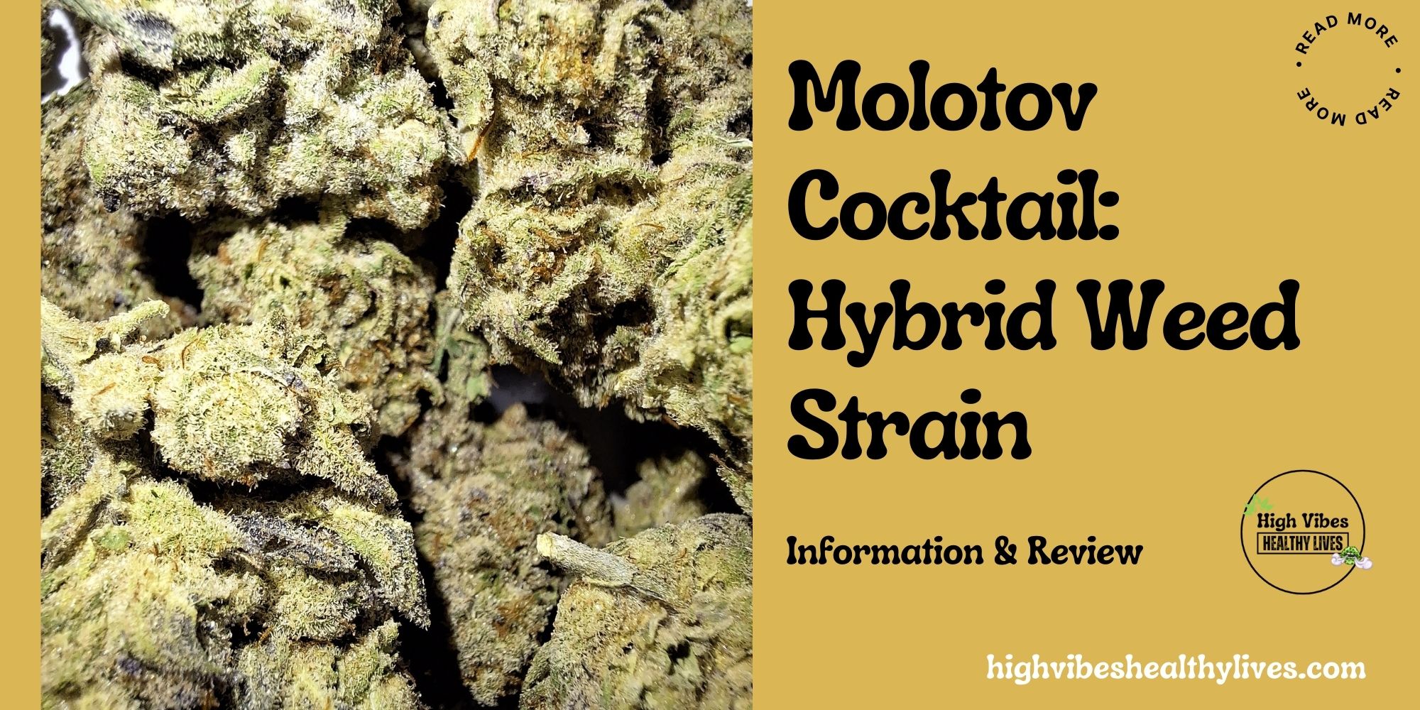 Molotov Cocktail hybrid weed strain info and review featured.