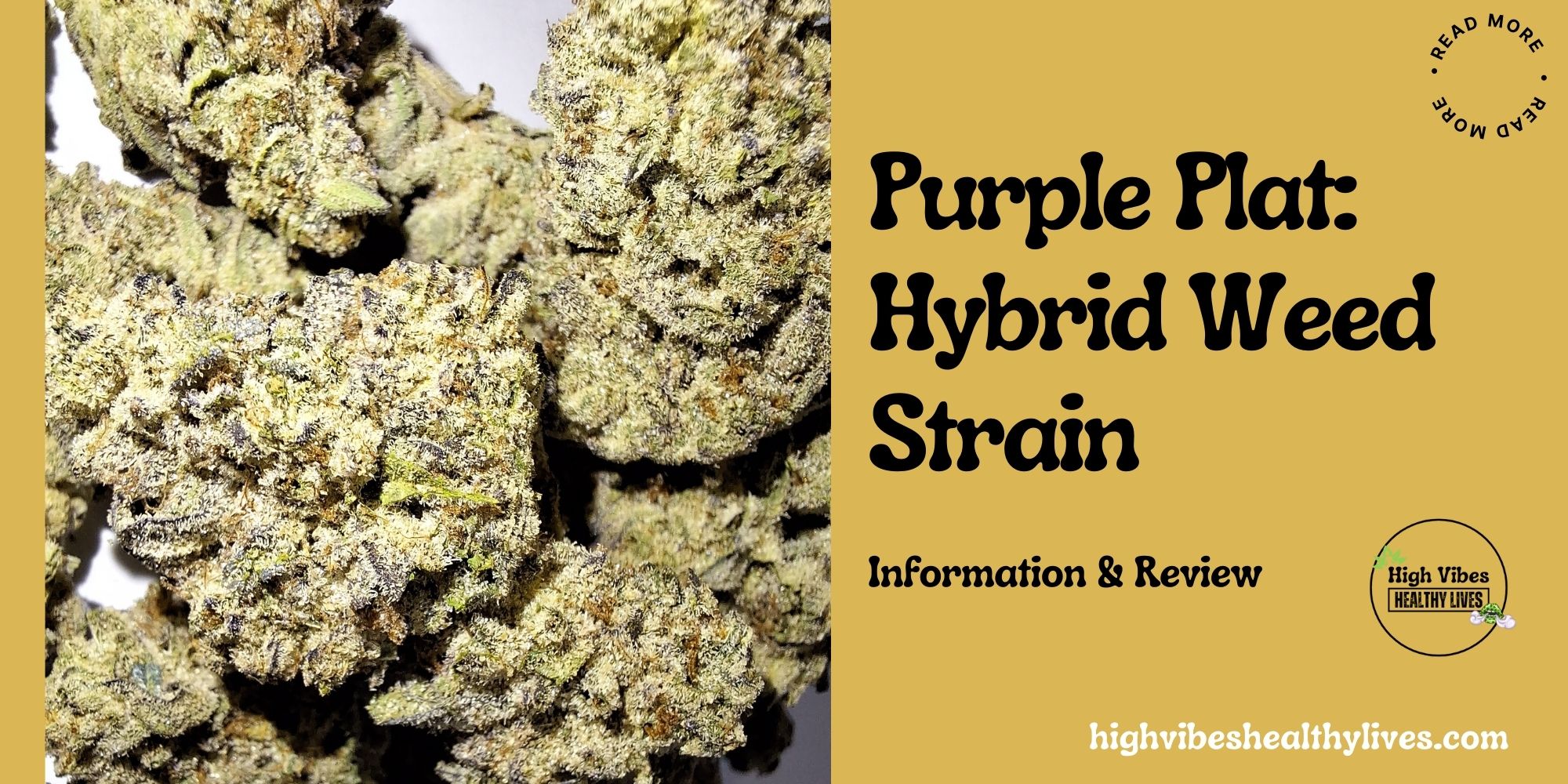 Purple Plat hybrid weed strain info and review featured.